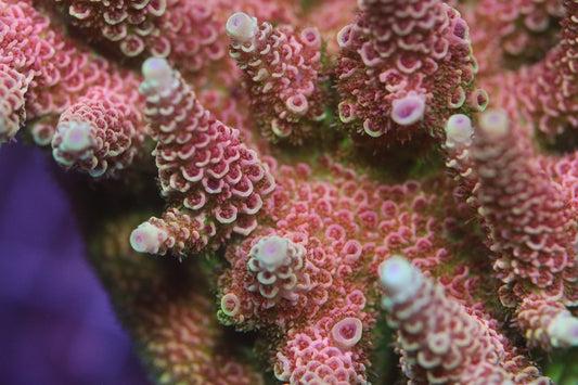 R66 Graffiti Bomb Milli - CUT TO ORDER