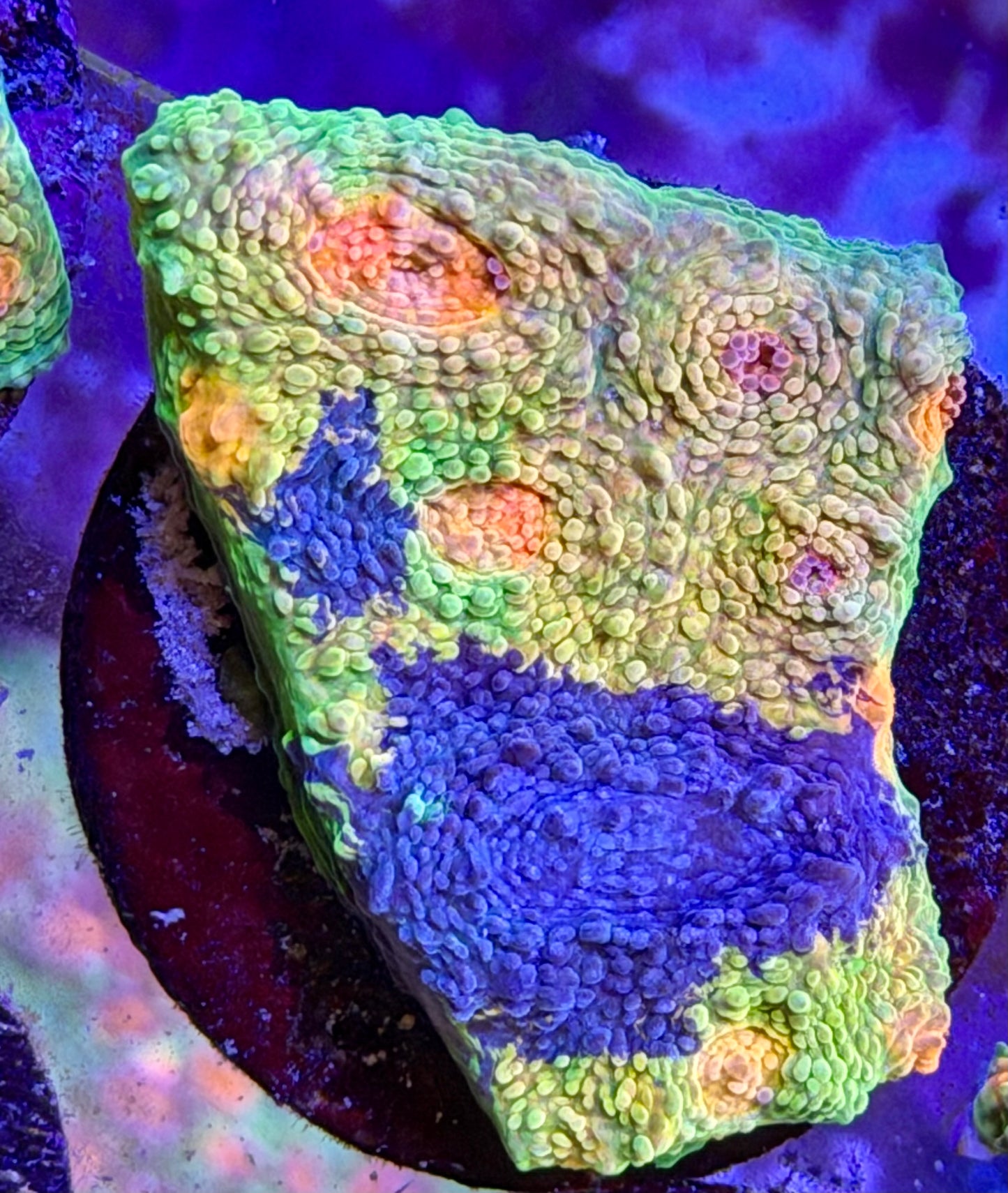 Crayola Meltdown Chalice Large Frag