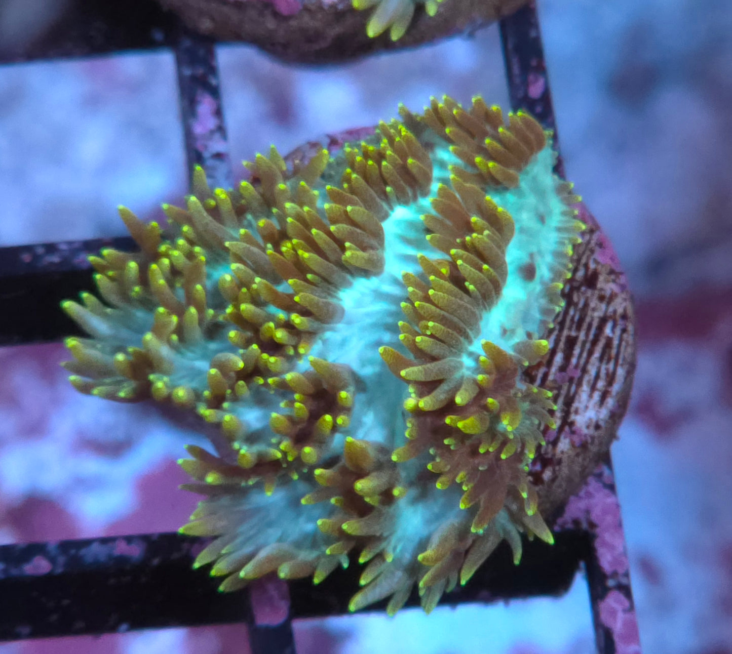 TG Gold Tip Hydnophora