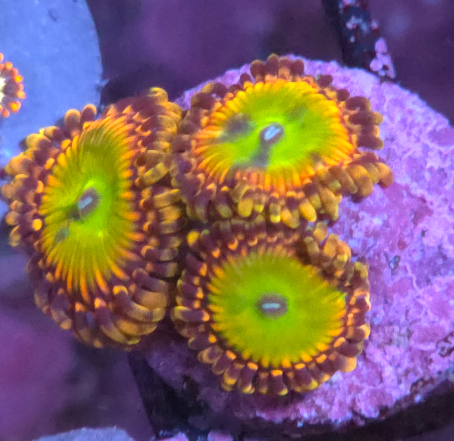 Rainbow Troll Zoas