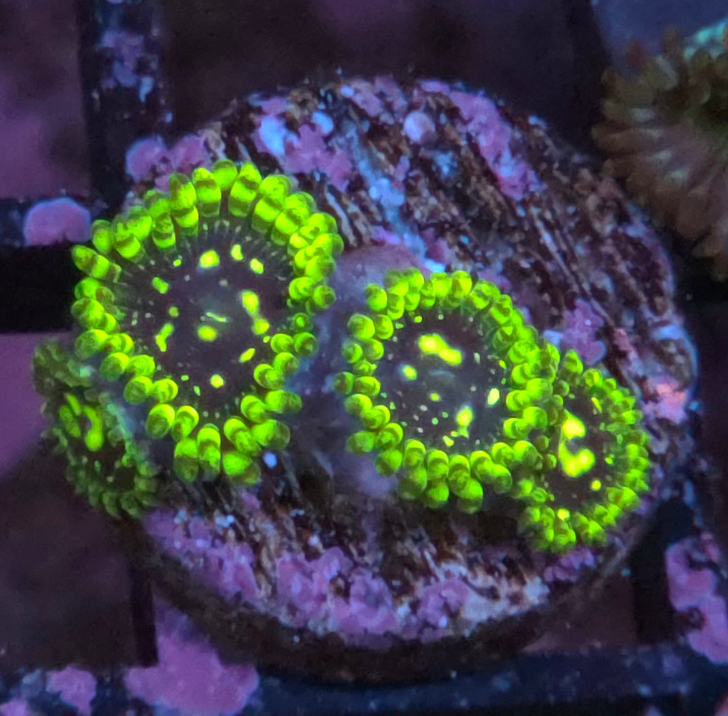 Exosphere Zoas