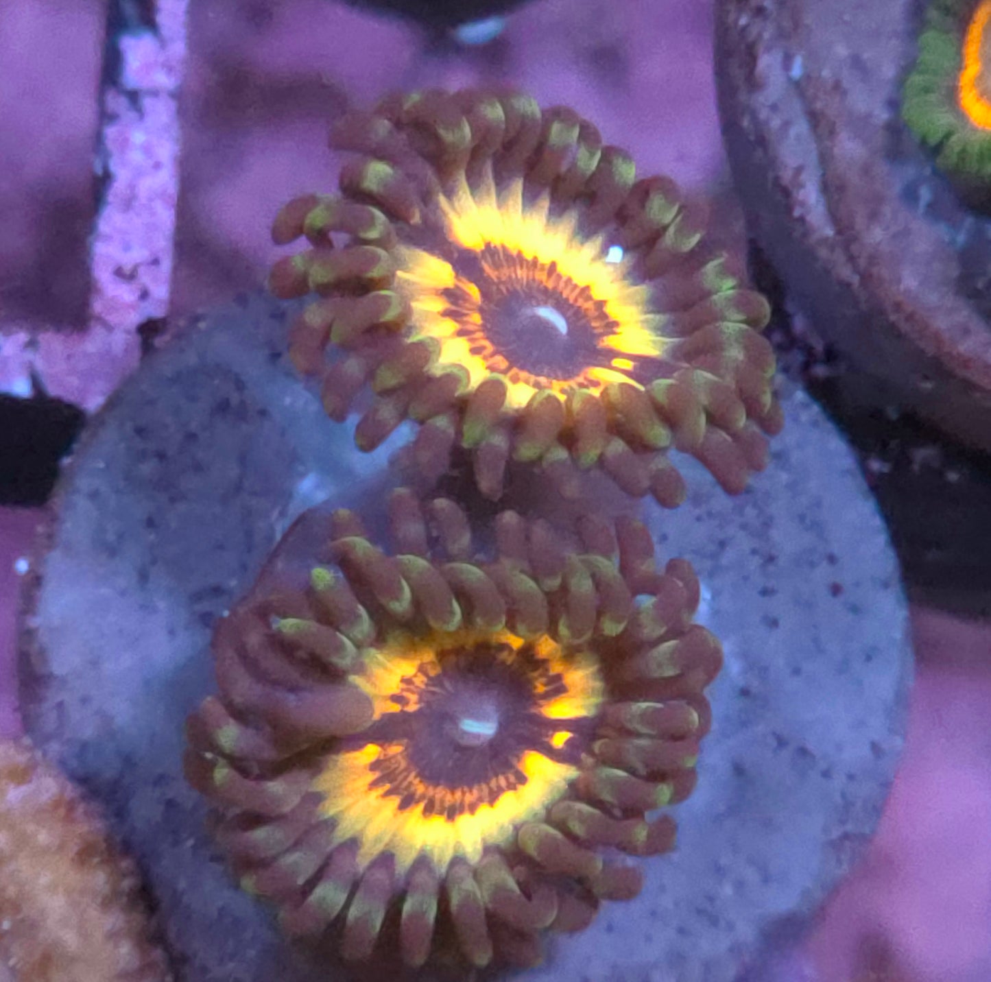Sonic Flare Zoas