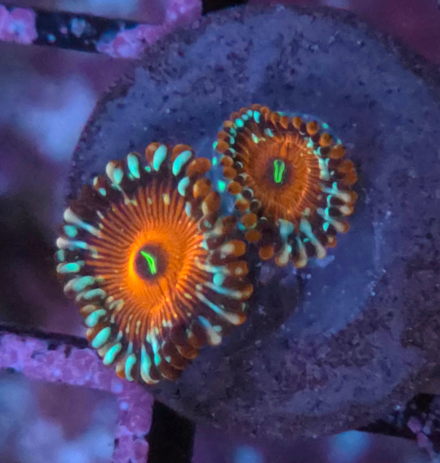 Salted Agave Zoas