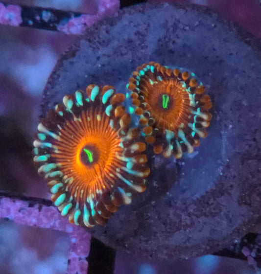 Salted Agave Zoas