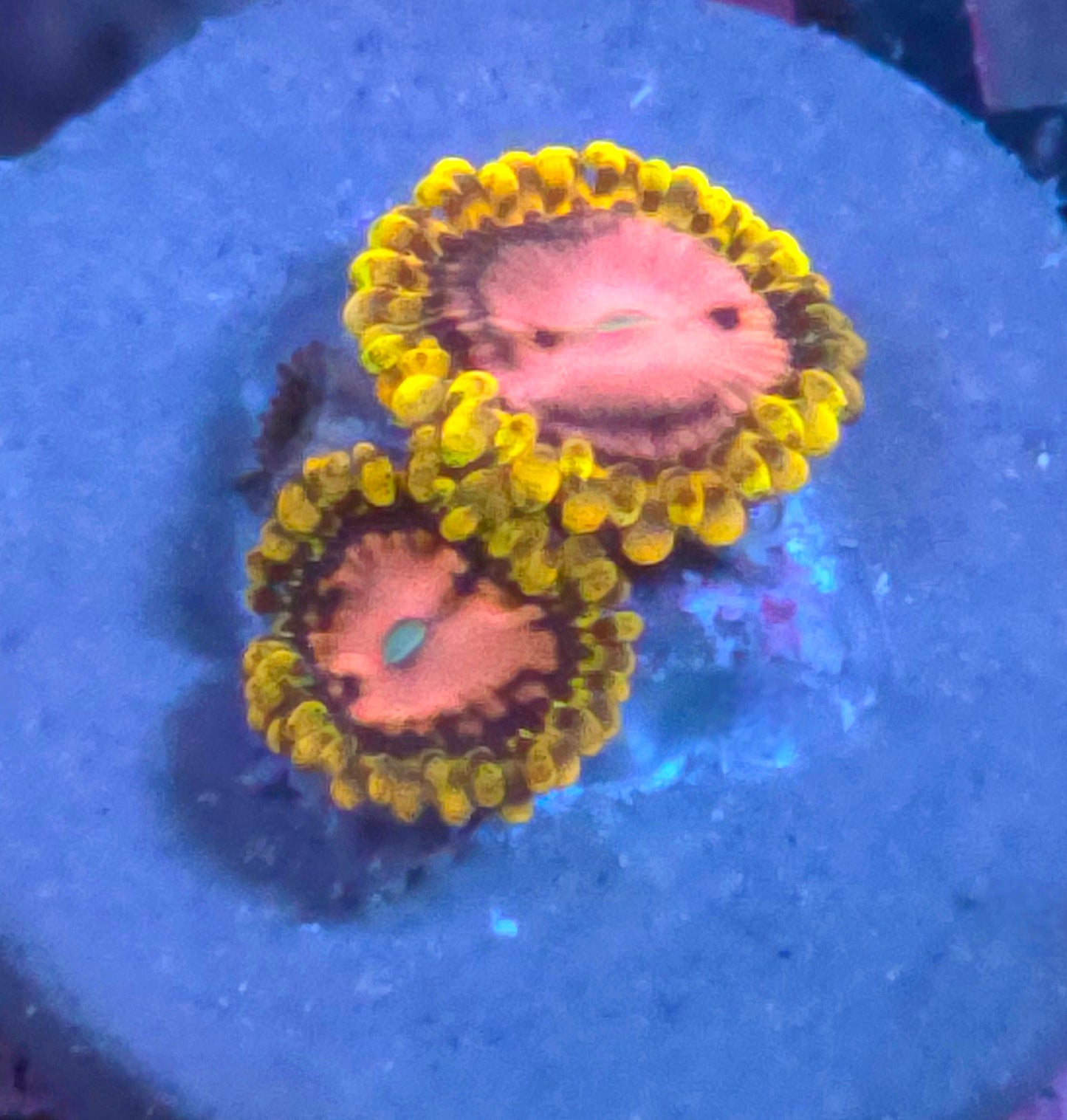 Pink Diamond Zoas