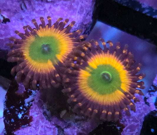 Sunny D Zoas