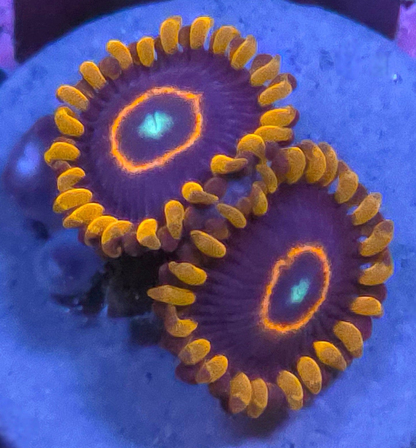 Rainbow Hornet Zoas