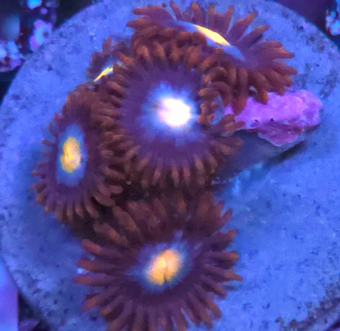 Gender Reveal Zoas
