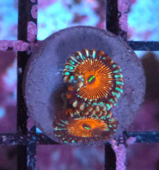 Salted Agave Zoas