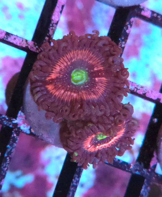 Pink Constellation Zoas