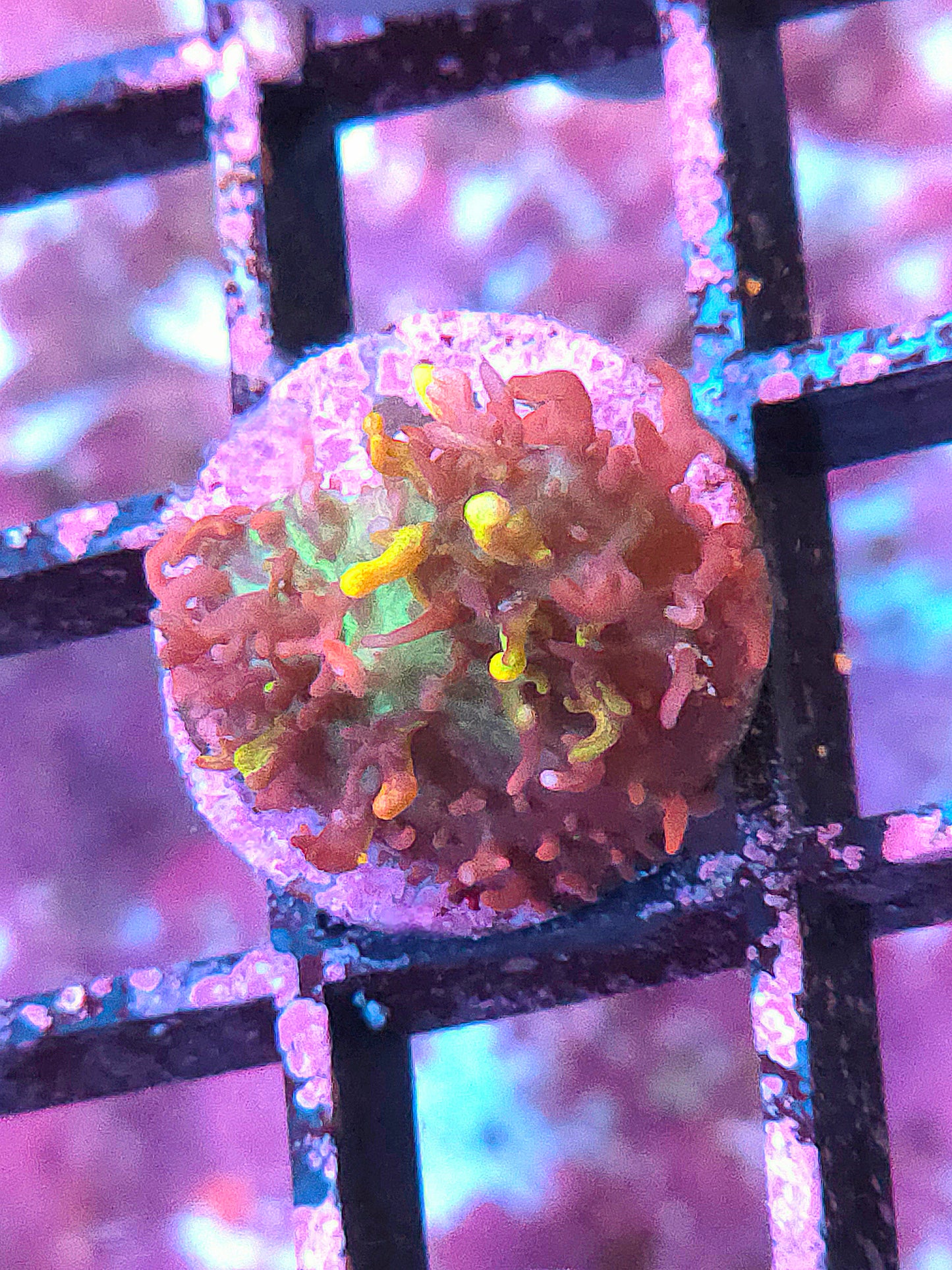 Magic Carpet Mushroom