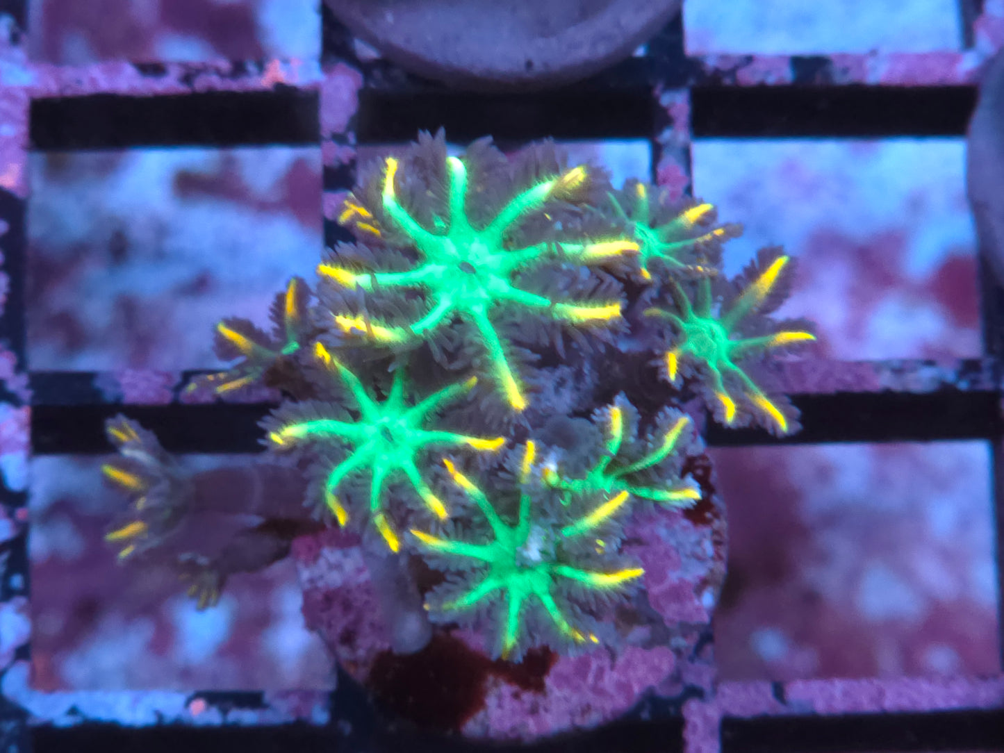 Fireworks Clove Polyps