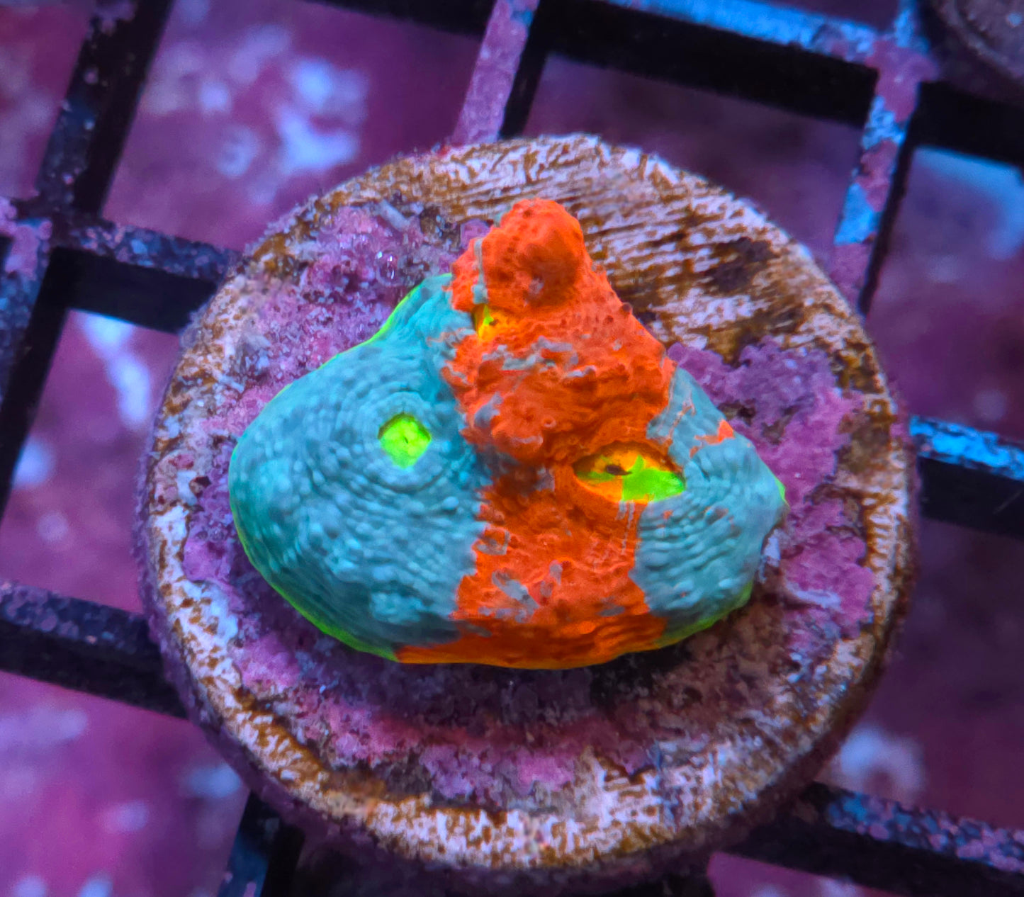 WWC Jelly Bean Chalice