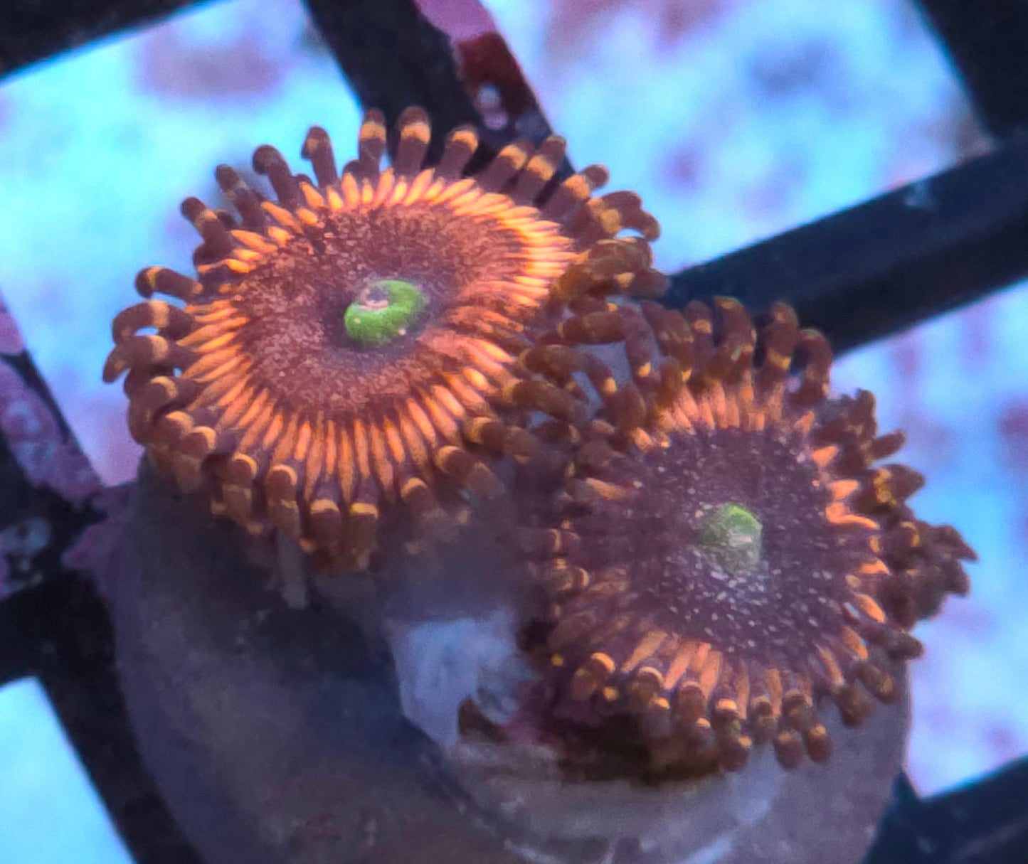 Pink Zipper Zoas