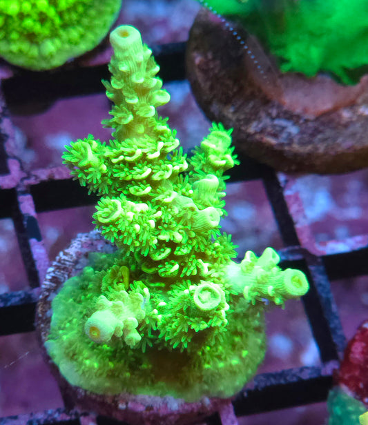 BC Glowstick Tenuis - Cut to Order