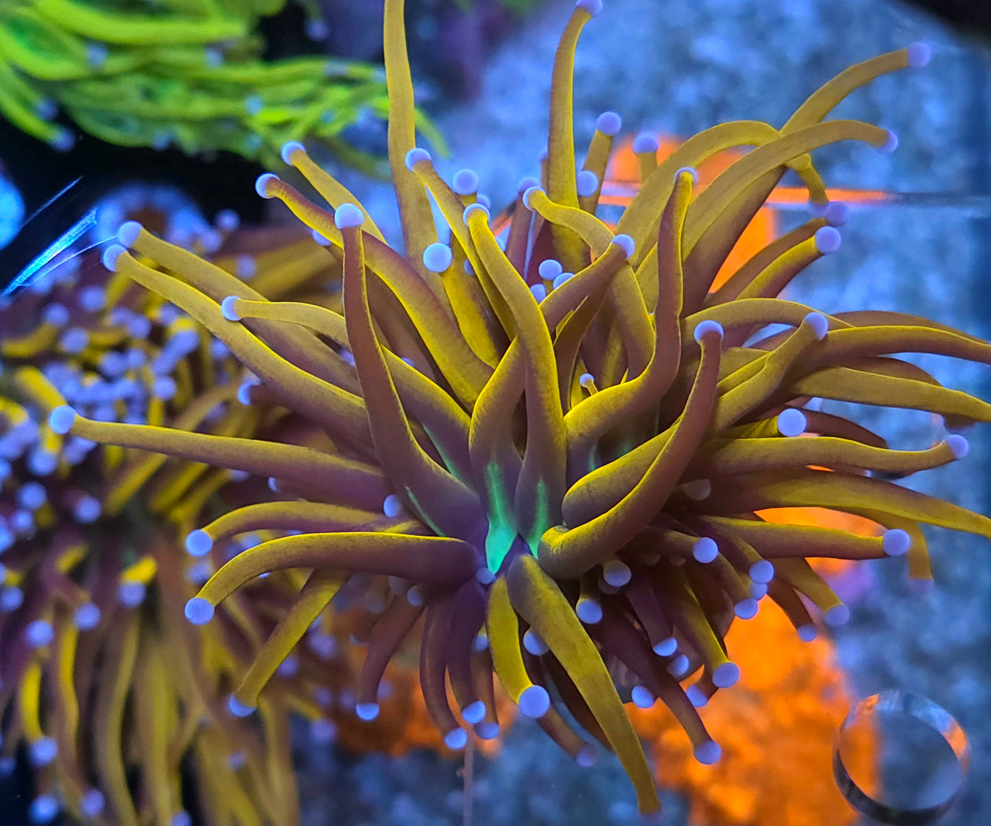 New York Knicks Torch