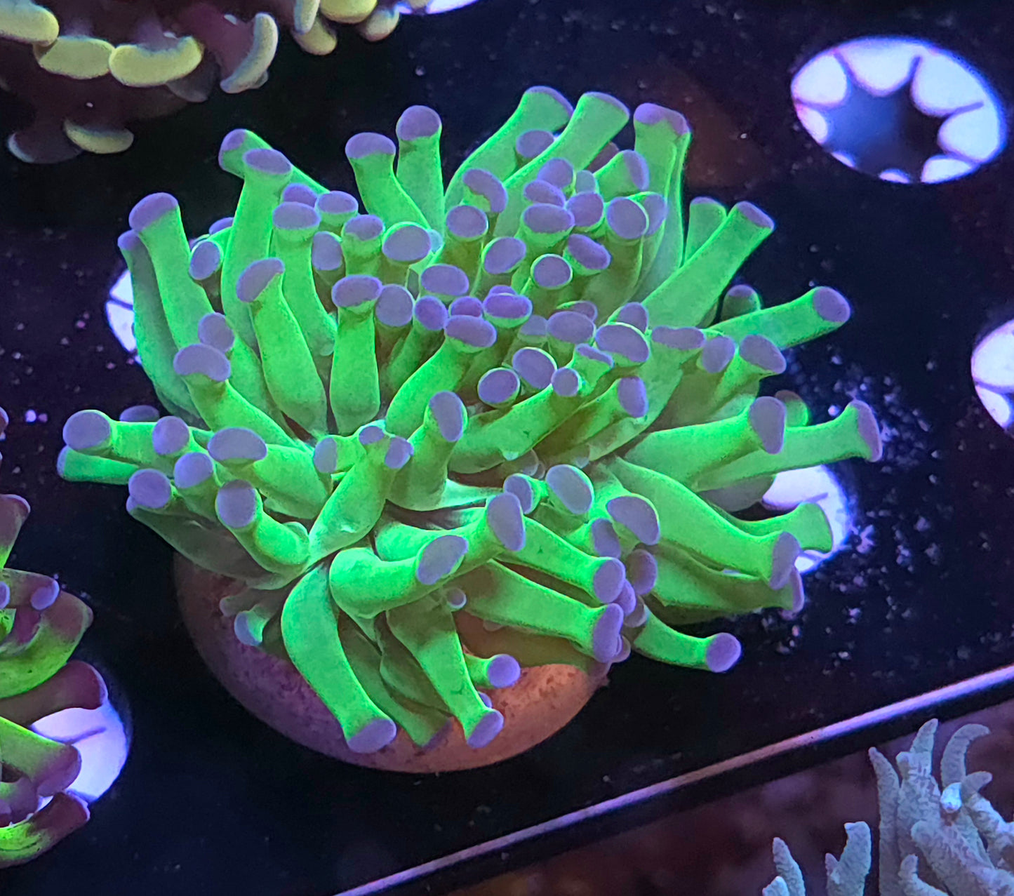 Blue tip Green Hammer