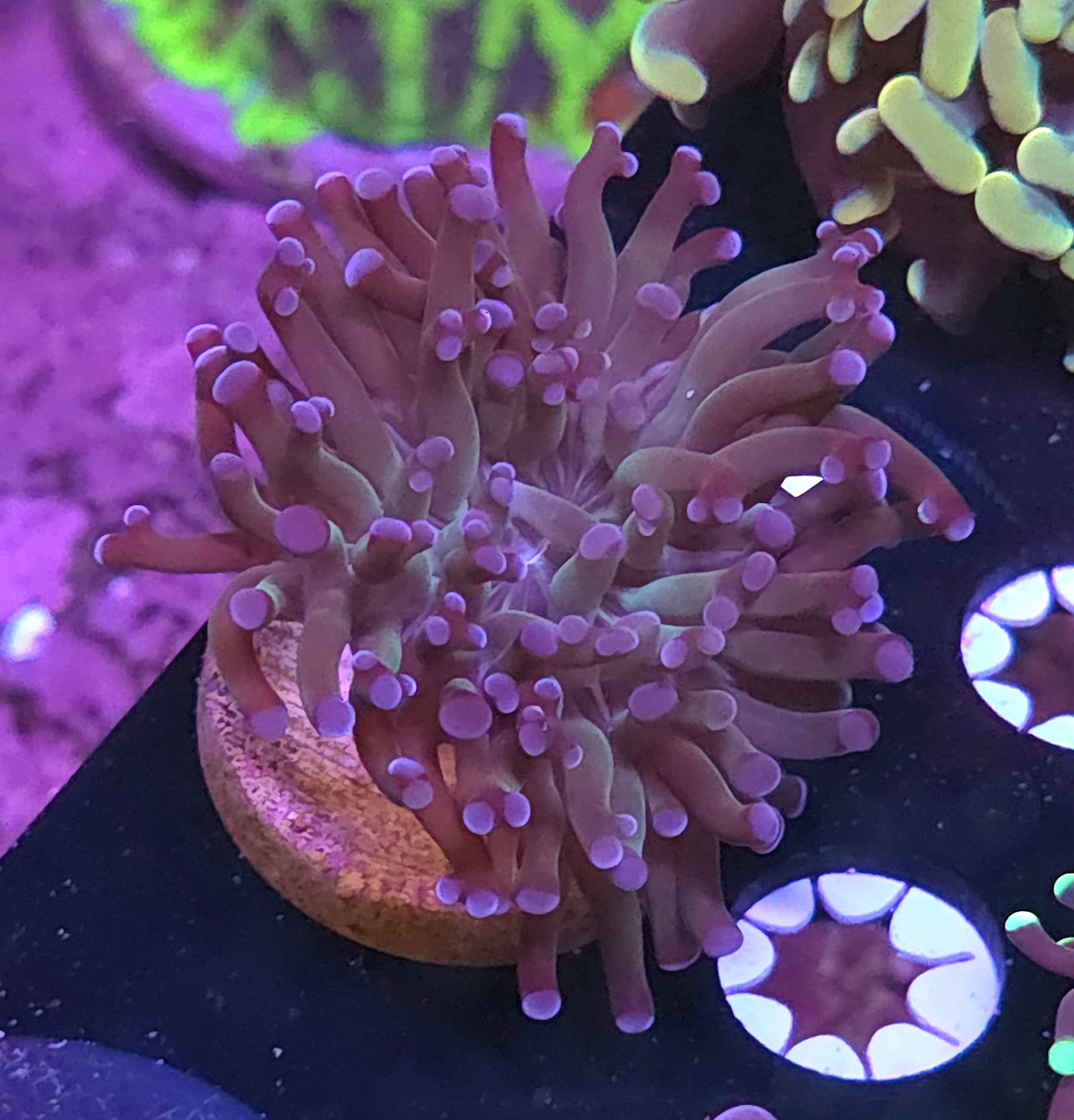 Purple Nurple Frammer