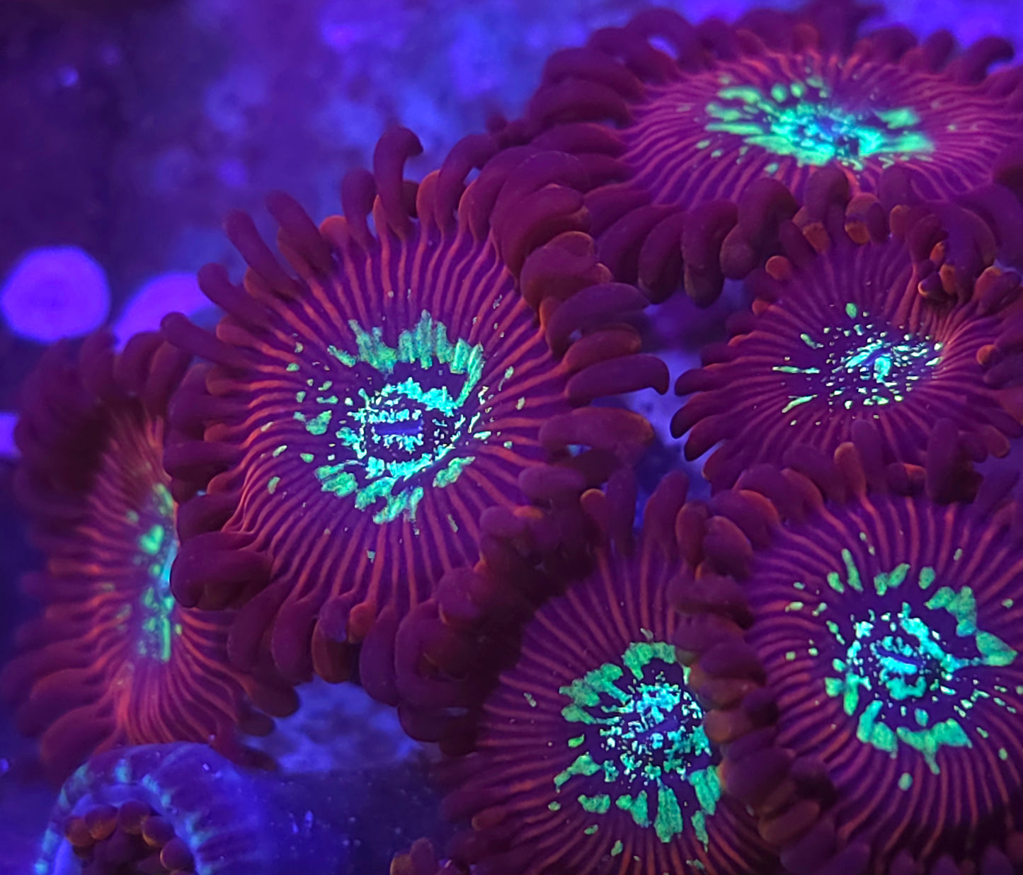 Magicians Zoas
