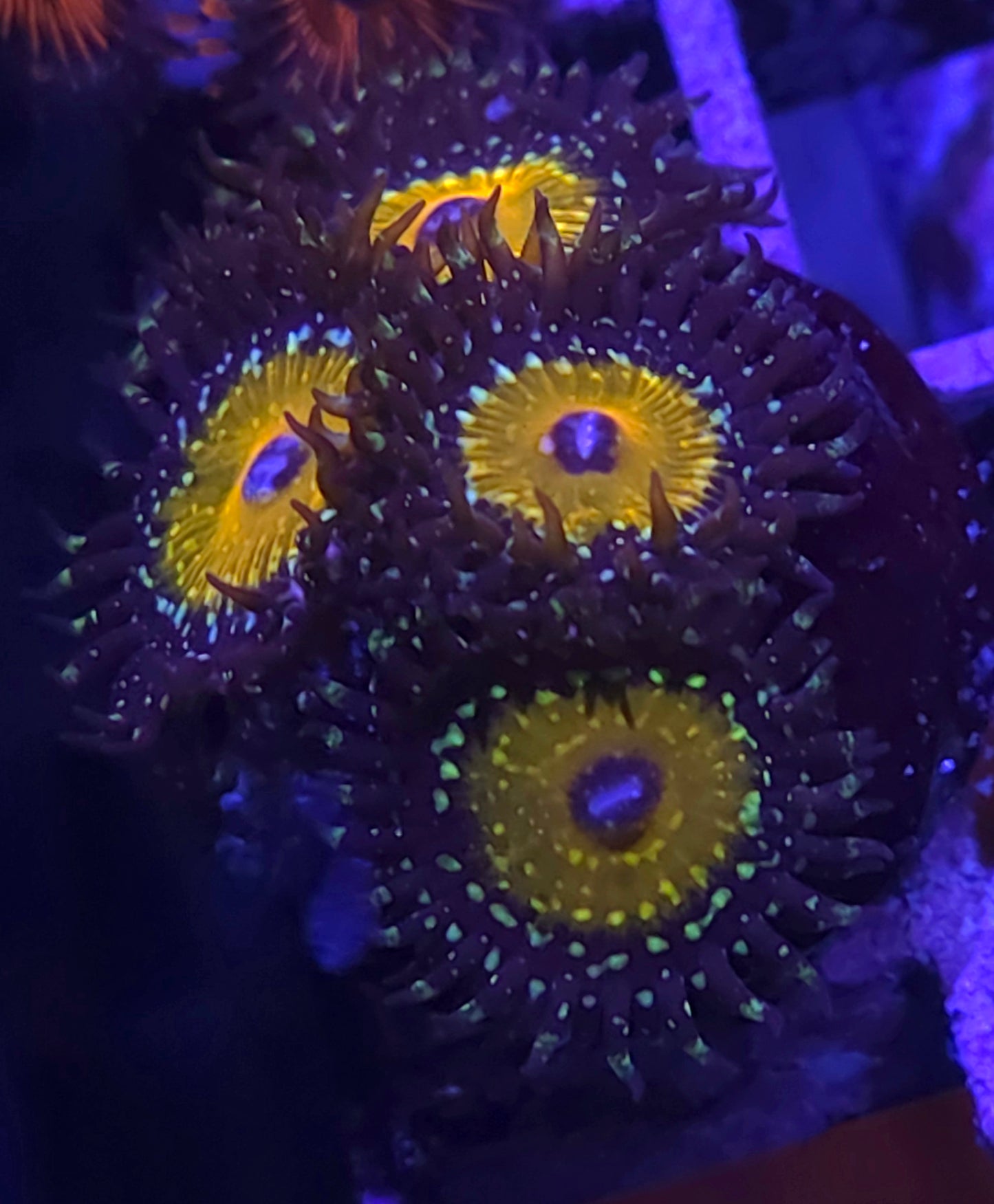 God Beast Zoas