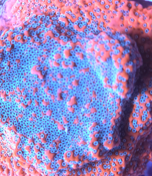 JF Silver Bullet Monti