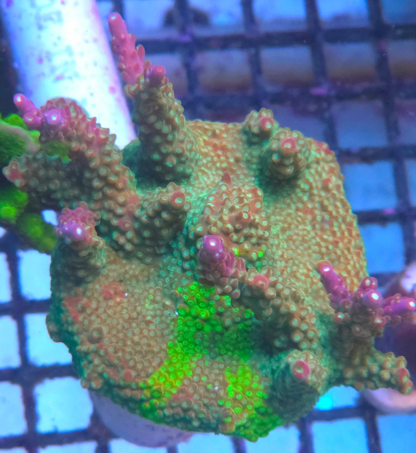 CC Grafted Banana Hammock