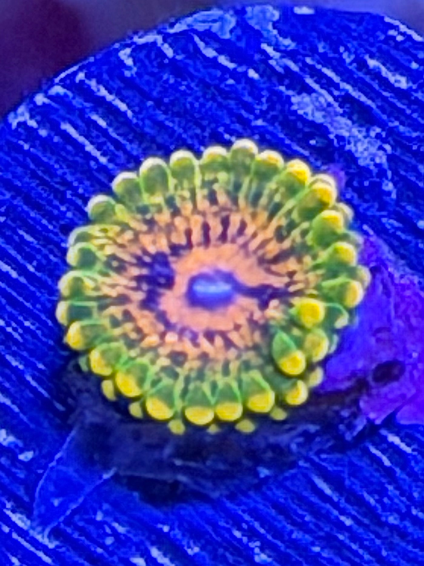 GMK Zoa