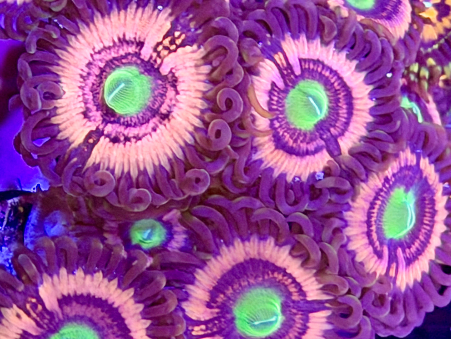 Jason Fox Daisy Dukes Zoas