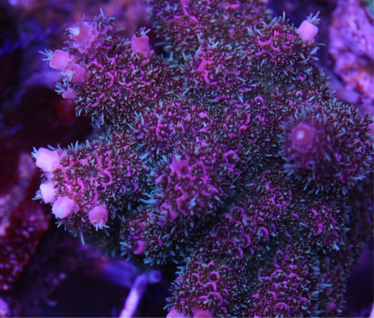 CreamCity Time Crunch Milli - Cut to Order Frag