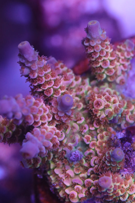 RRC Angry Birds - Cut to Order Frag