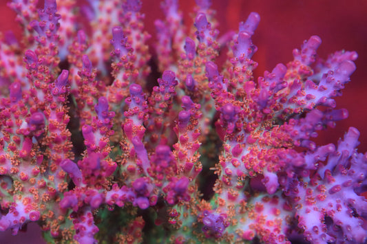 Vivid's Confetti - CUT TO ORDER