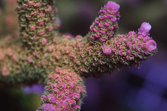 TCK Texas Pink Stag - CUT TO ORDER