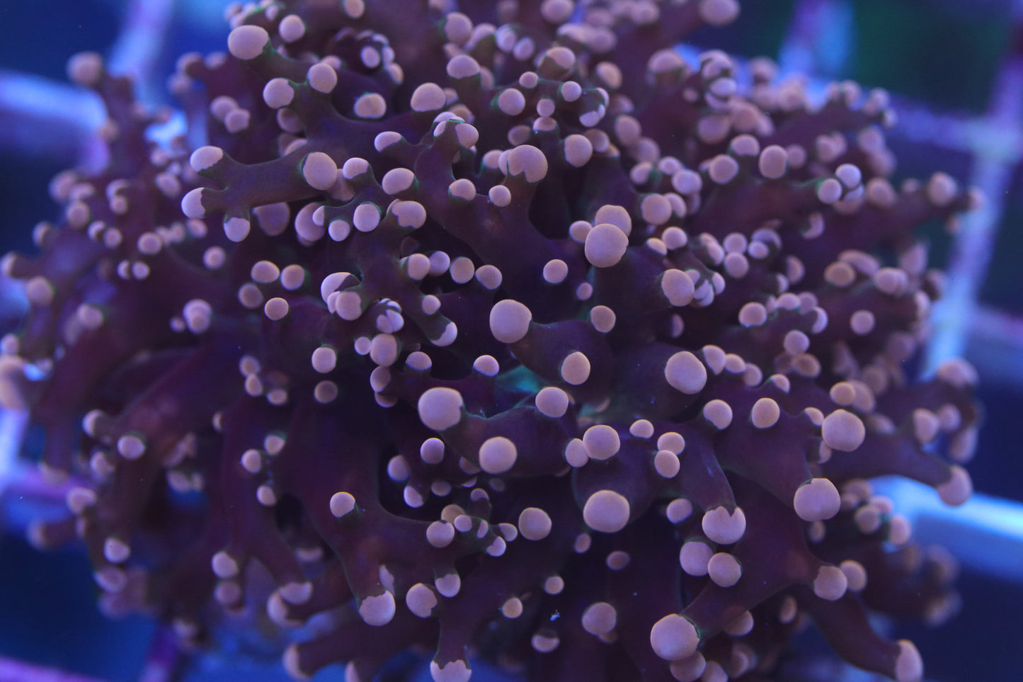 Pink Tip Octospawn