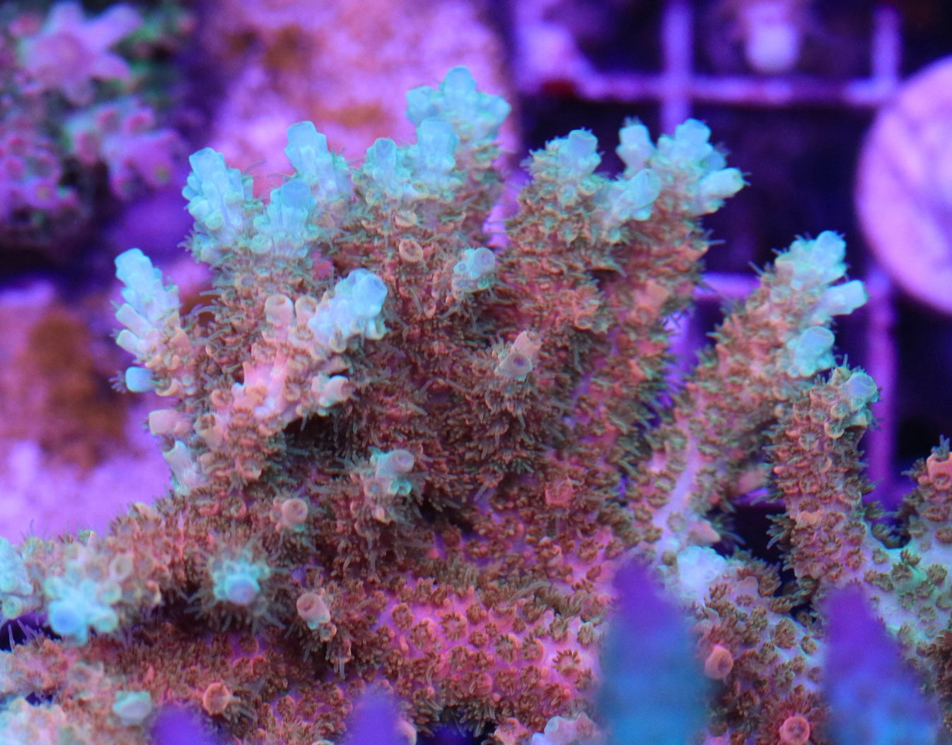 TSA Bill Murray - CUT TO ORDER