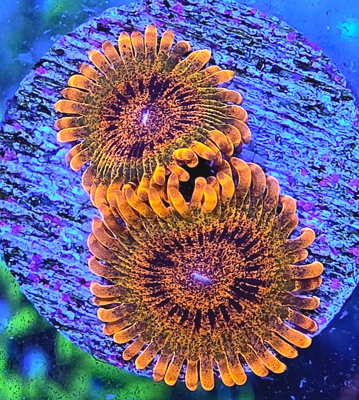 Speckled Krak Zoa