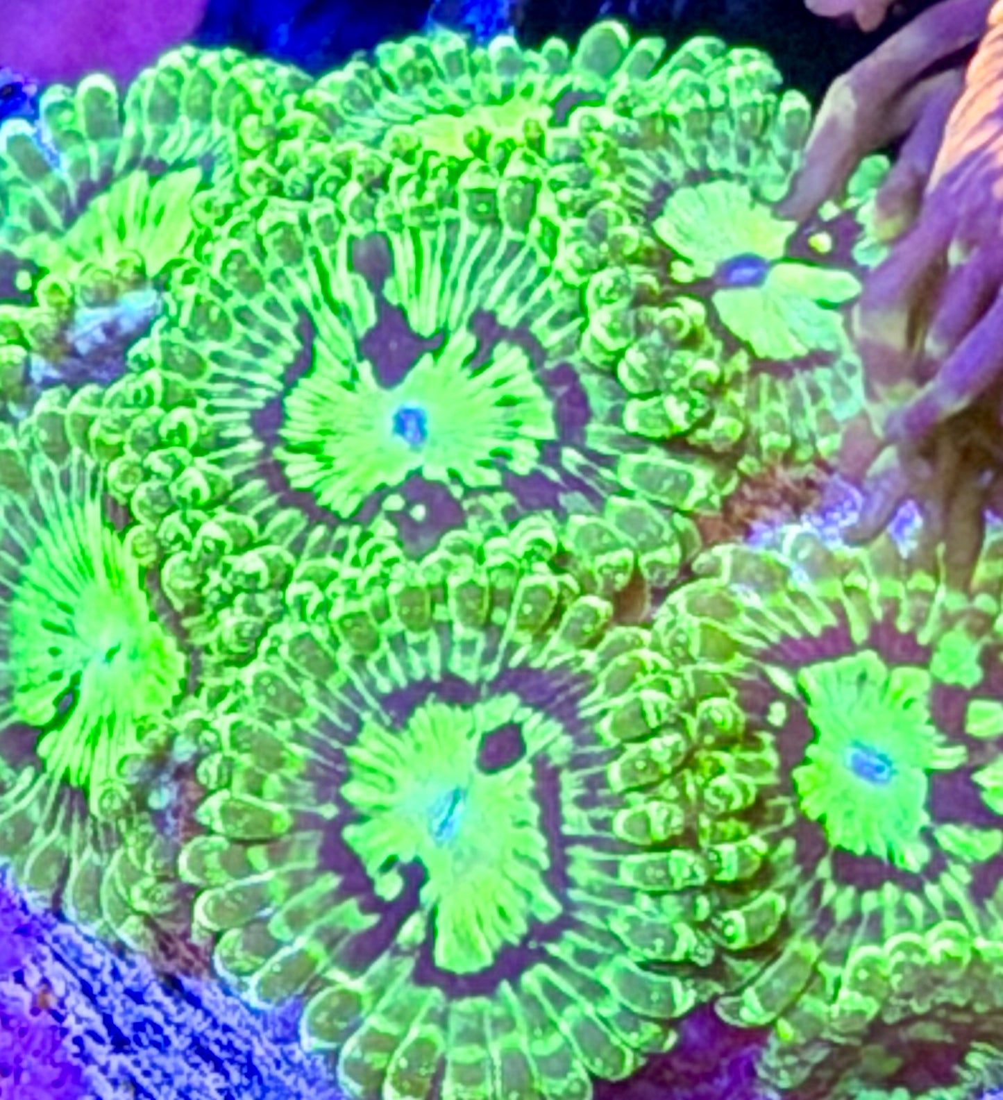 Reverse Exosphere Zoas