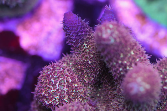 Raging Bull Spath - CUT TO ORDER