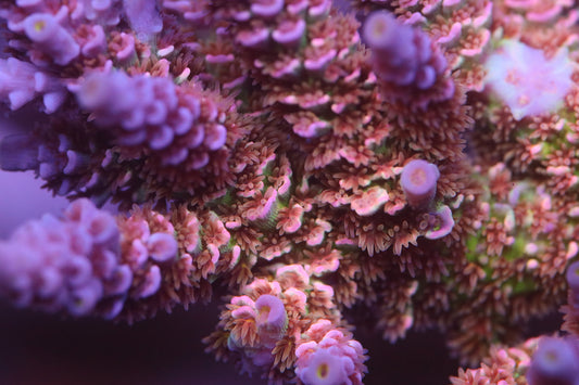 WWC Pink Panther - CUT TO ORDER