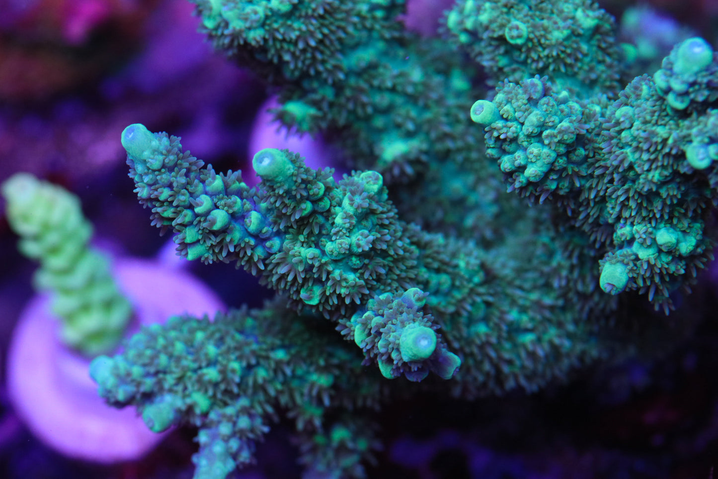 CreamCity Angel Tears