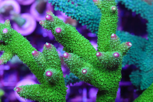 Orang Tip Hulk Stag - CUT TO ORDER