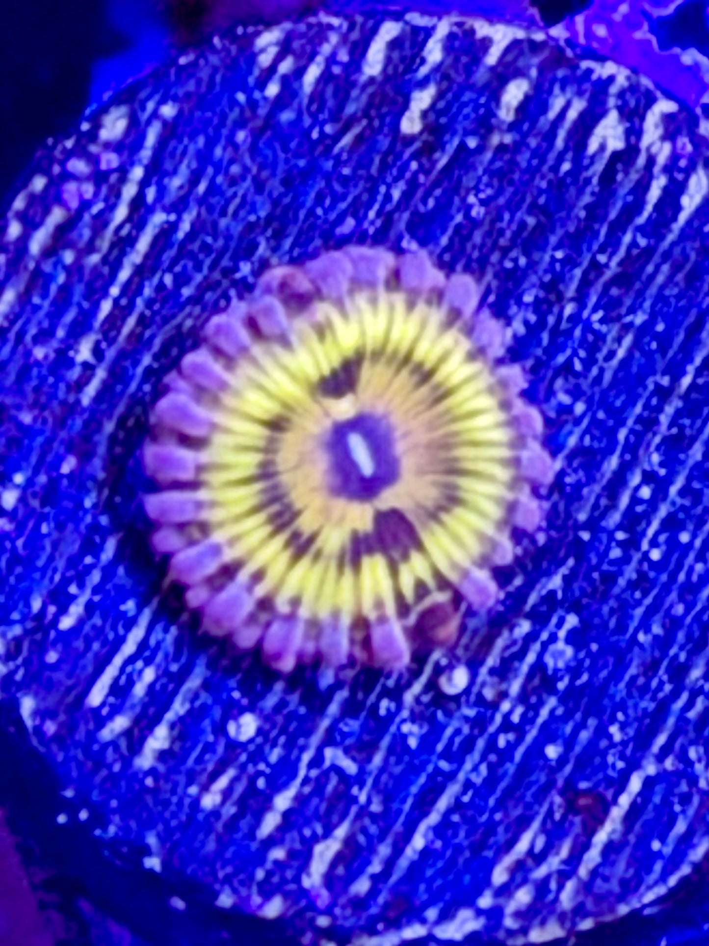 Pink Stratocaster Zoa