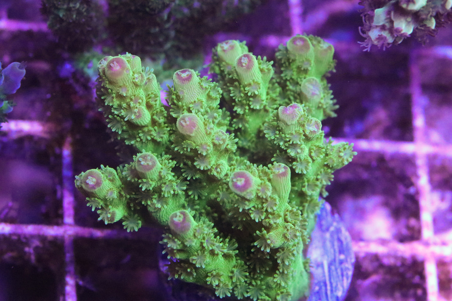 Av99 Orange Crush - CUT TO ORDER