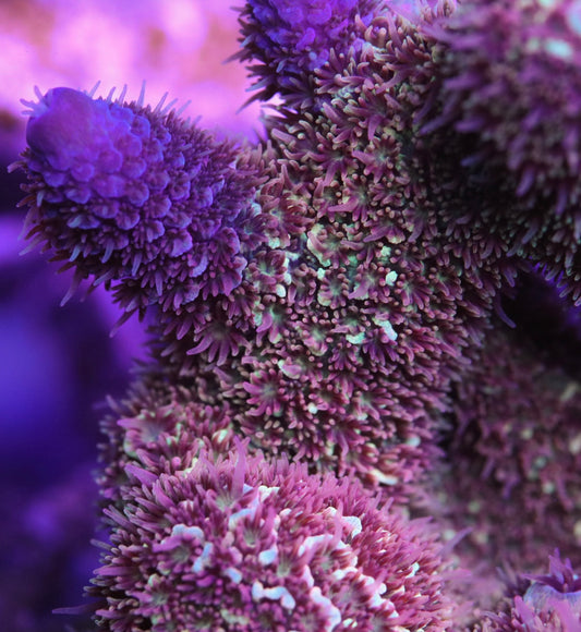 Raging Bull Spath - CUT TO ORDER