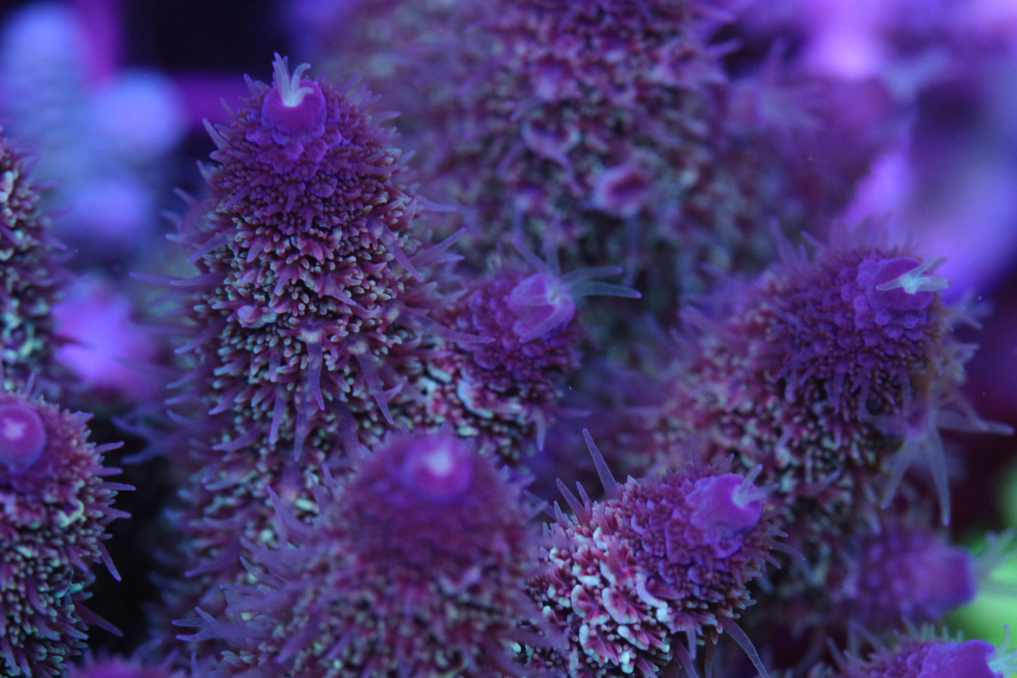 CreamCity Starlink Spath - Cut to Order