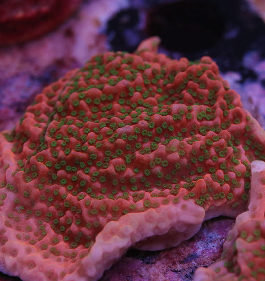 TSA Applejacks Monti