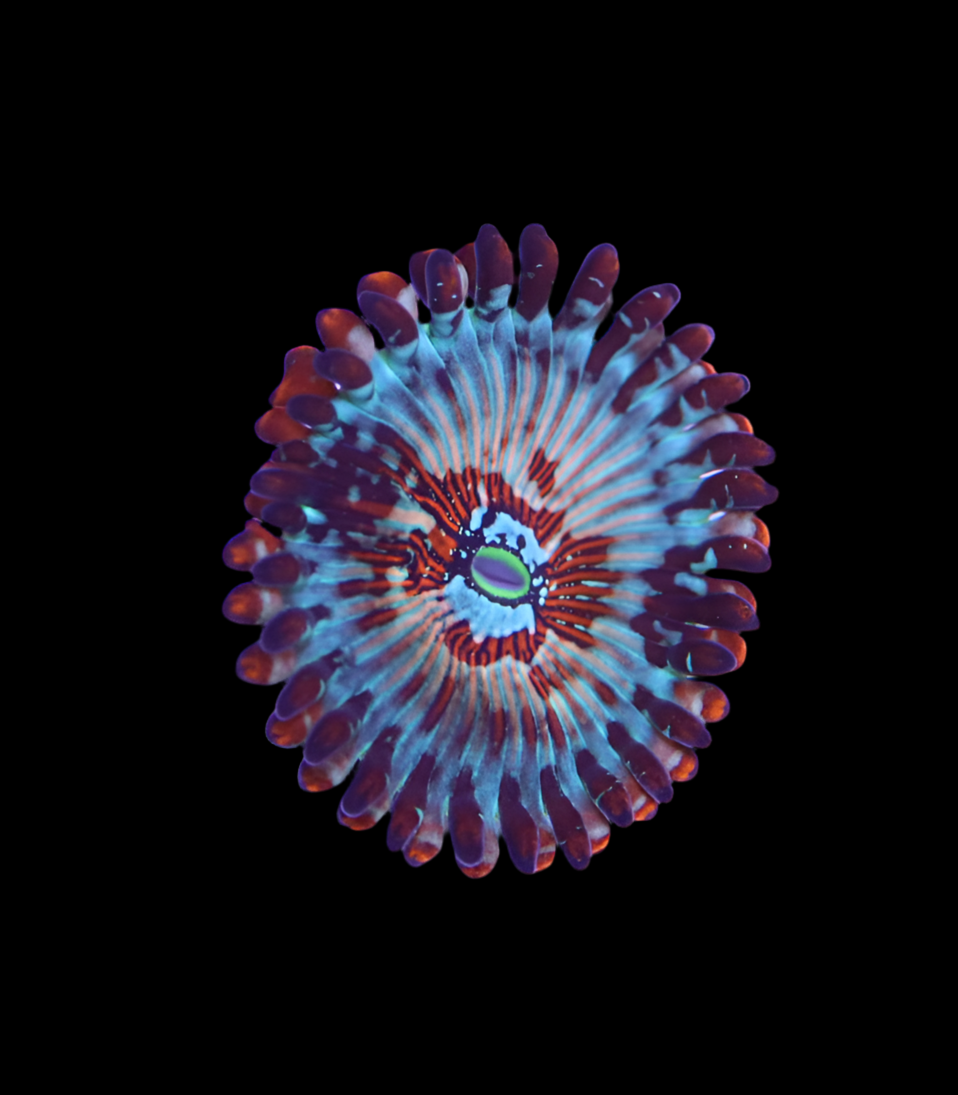 White Zombie Zoas