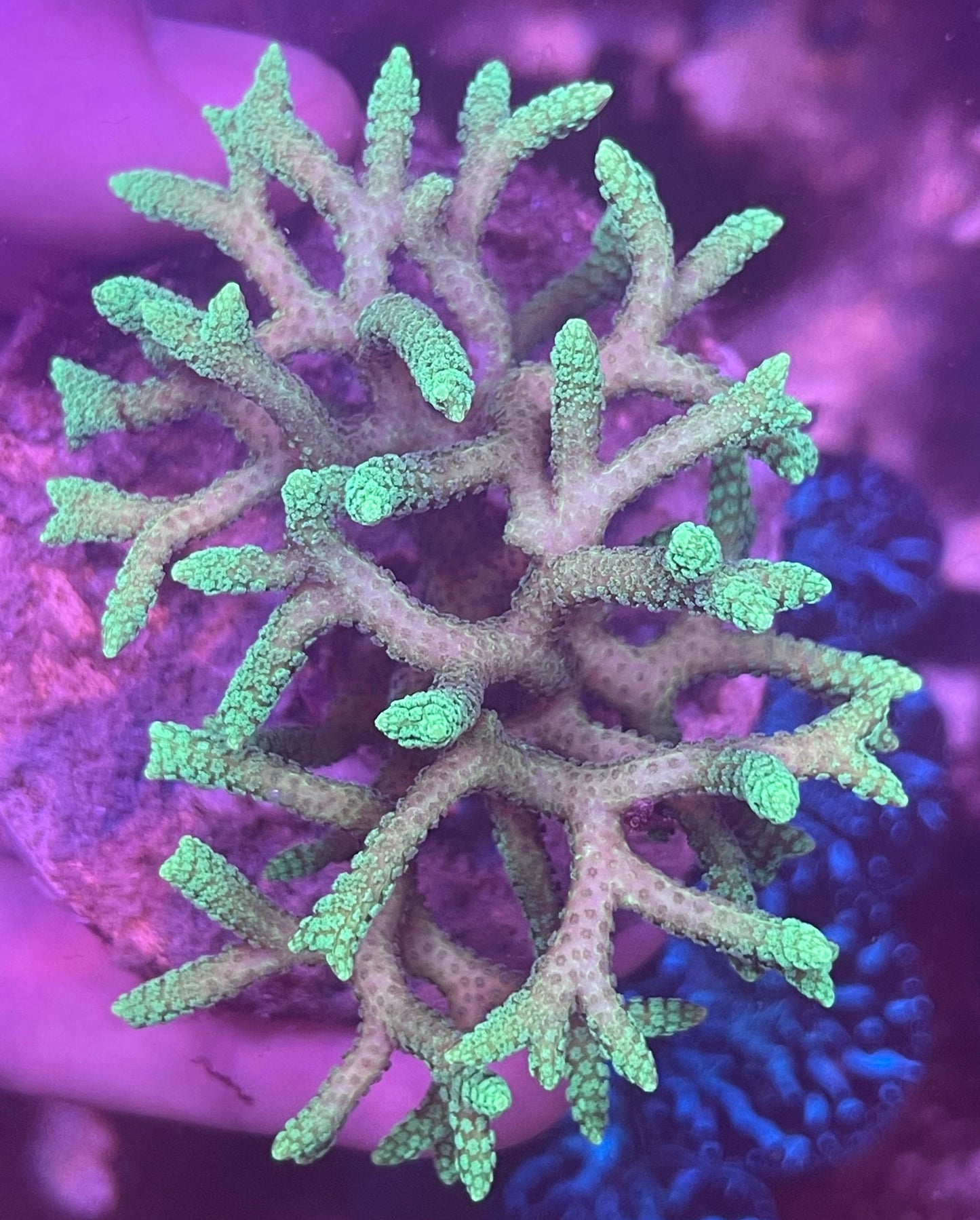 Sour Apple Birdsnest - Cut to Order