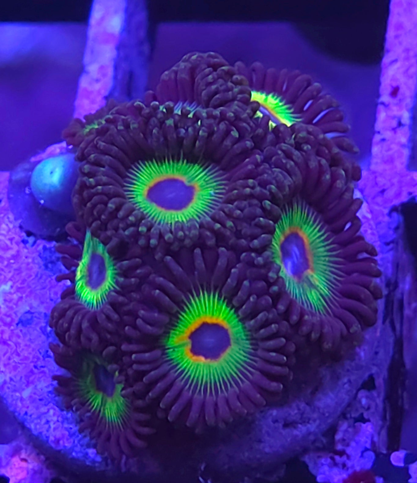 Bob Marley Zoas