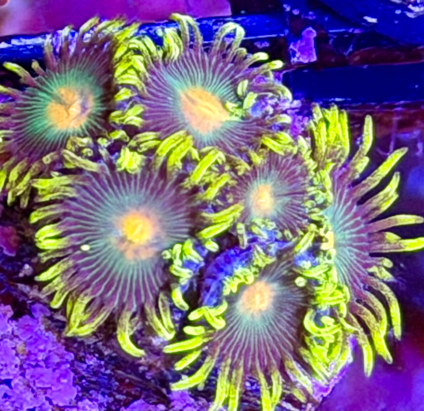 Green Bay Packer Zoas