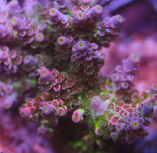 MCC Prom Queen - CUT TO ORDER